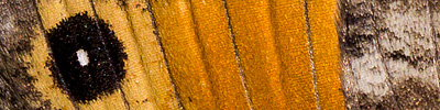 náhodný detail křídel
