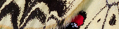 náhodný detail křídel