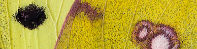 náhodný detail křídel