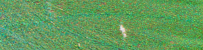 náhodný detail křídel