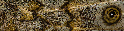 náhodný detail křídel
