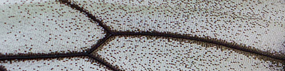 náhodný detail křídel