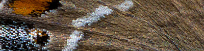 náhodný detail křídel