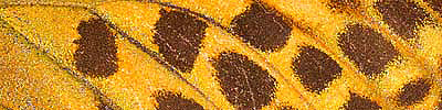 náhodný detail křídel
