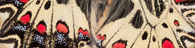 náhodný detail křídel