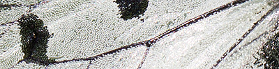 náhodný detail křídel