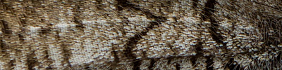 náhodný detail křídel