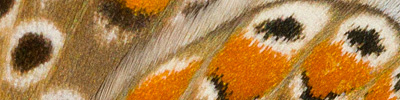 náhodný detail křídel