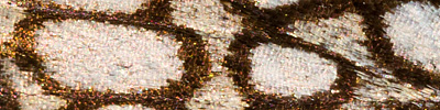 náhodný detail křídel