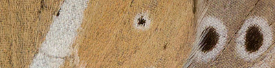 náhodný detail křídel