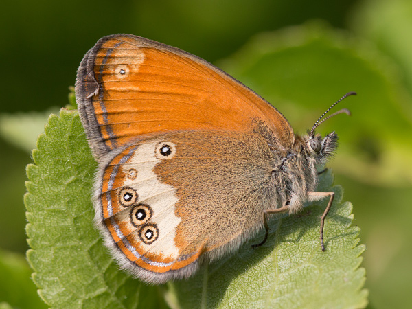Weissbindiges Wiesenvoegelchen