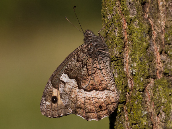 Großer Waldportier