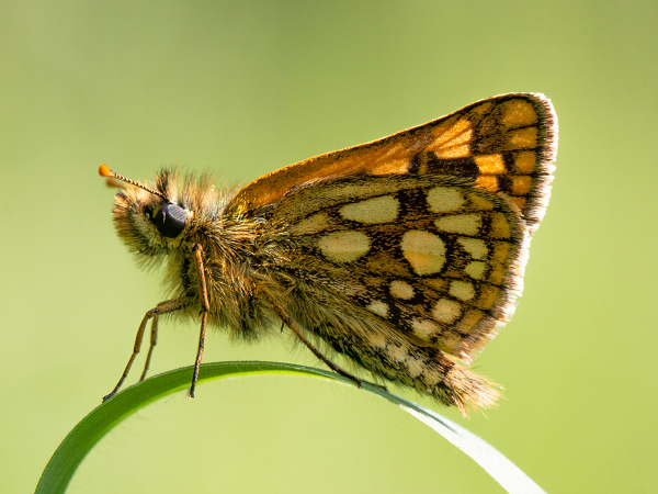 Gelbwürfeliger Dickkopffalter