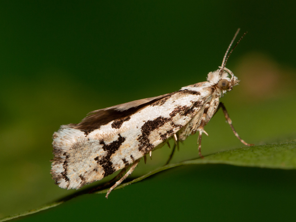 Osterhasenfalter