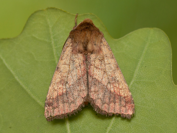 Černopáska třemdavová