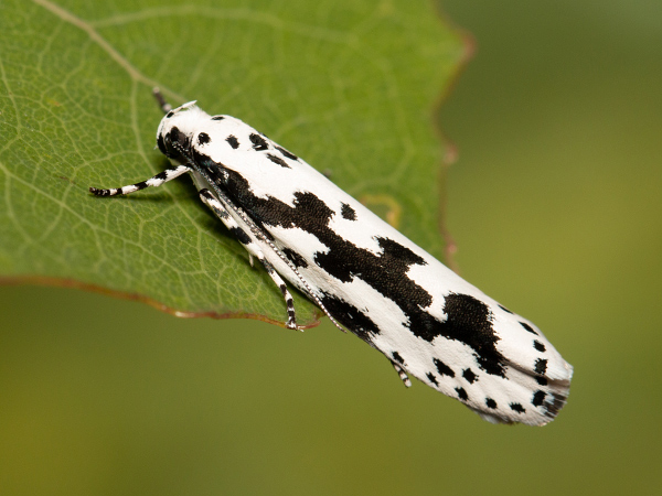 Skvrnuška pomněnková