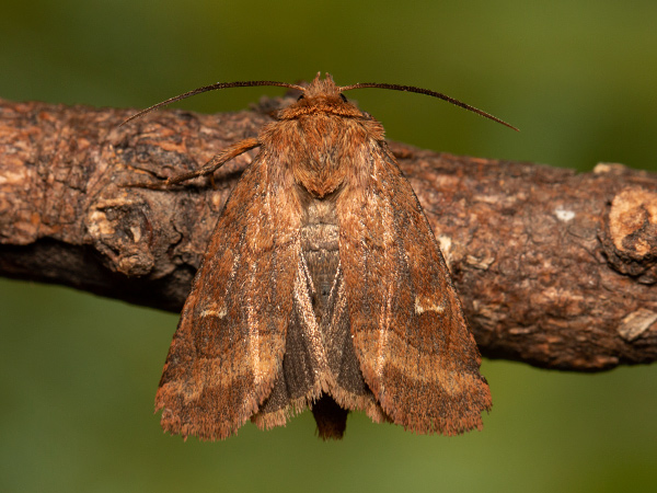 Braune Feuchtwieseneule