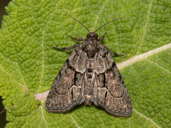 Braungraue Algeneule