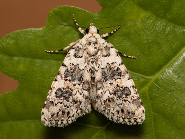 Kleine Flechteneule