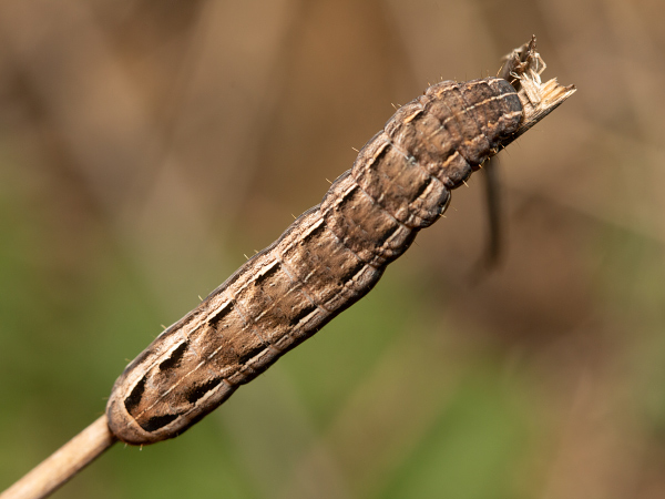 Kleine Bandeule