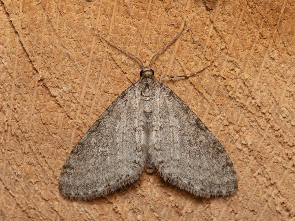 Šedokřídlec habrový