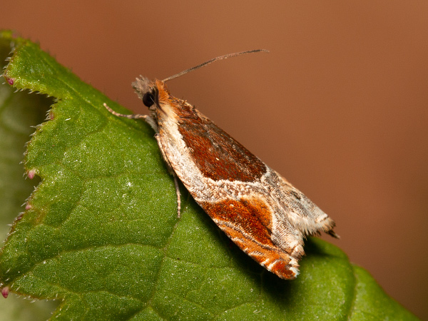 Buckthorn Roller