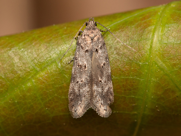 Hazel Grey