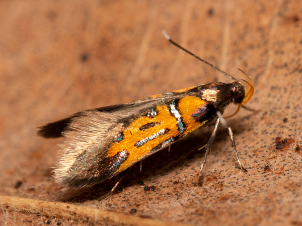 Brown-tip Tubic