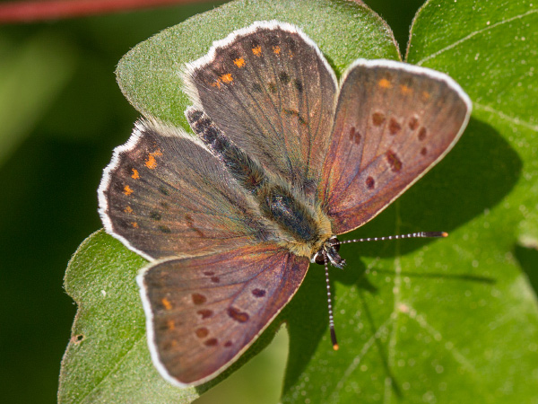 Brauner Feuerfalter