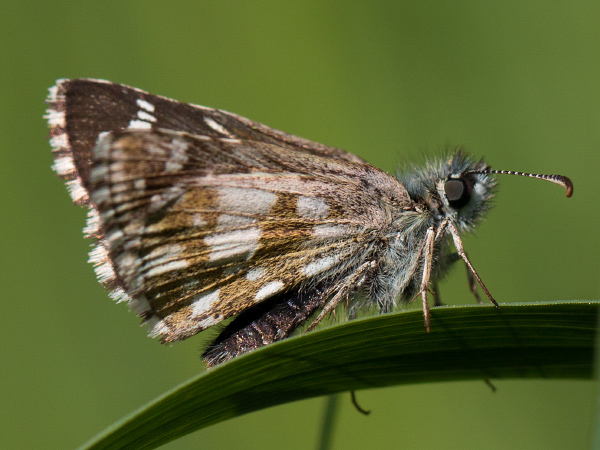 Schwarzbrauner Würfel-Dickkopffalter