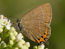 Pflaumen-Zipfelfalter - Satyrium pruni