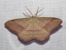 Žlutokřídlec janovcový - Rhodostrophia vibicaria
