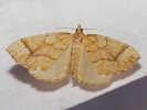 Píďalka rybízová - Eulithis mellinata