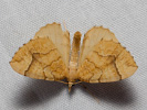 Píďalka rybízová - Eulithis mellinata
