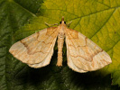Píďalka rybízová - Eulithis mellinata