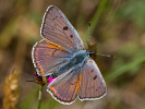Violetter Feuerfalter - Lycaena alciphron