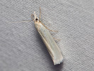 Zavíječ - Selagia argyrella