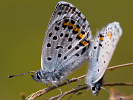 Östlicher Quendelbläuling - Pseudophilotes vicrama