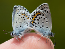 Östlicher Quendelbläuling - Pseudophilotes vicrama