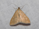 Zavíječ slámový - Sitochroa verticalis