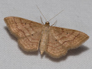 Žlutokřídlec hnědočárný - Idaea rufaria