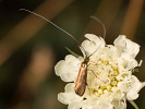 Adéla chrastavcová - Nemophora metallica