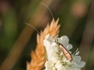 Adéla chrastavcová - Nemophora metallica