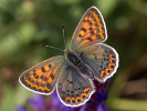 Brauner Feuerfalter - Lycaena tityrus
