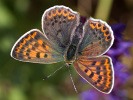 Brauner Feuerfalter - Lycaena tityrus