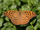 Kaisermantel - Argynnis paphia