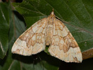 Píďalka osiková - Eulithis populata
