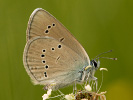 Rotklee-Bläuling - Cyaniris semiargus