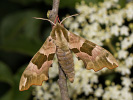 0408184536_MG_6856.jpg