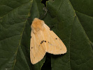  - Spilosoma lutea